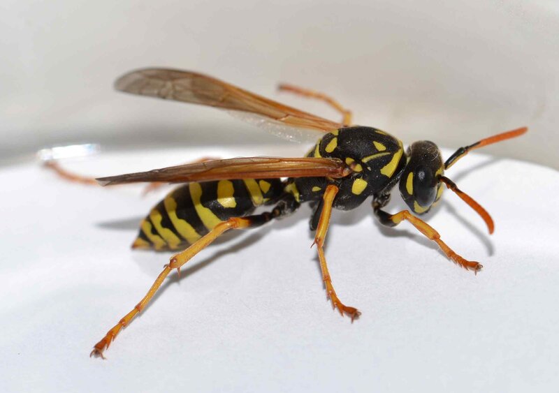 yellowjacket wasp on white surface