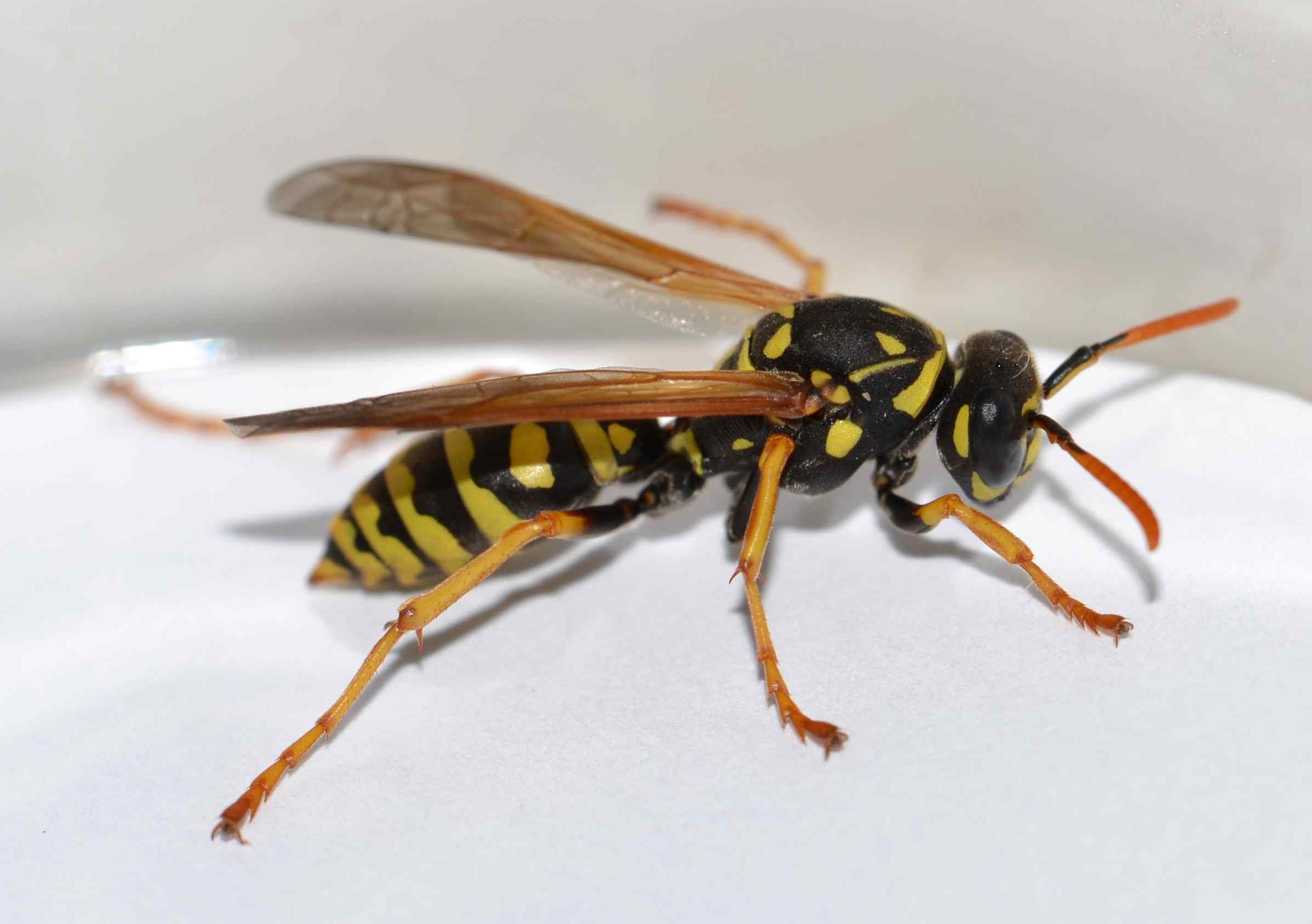 yellowjacket wasp on white surface