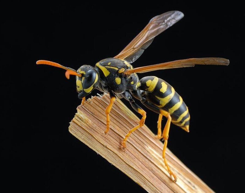 Yellowjacket Wasp