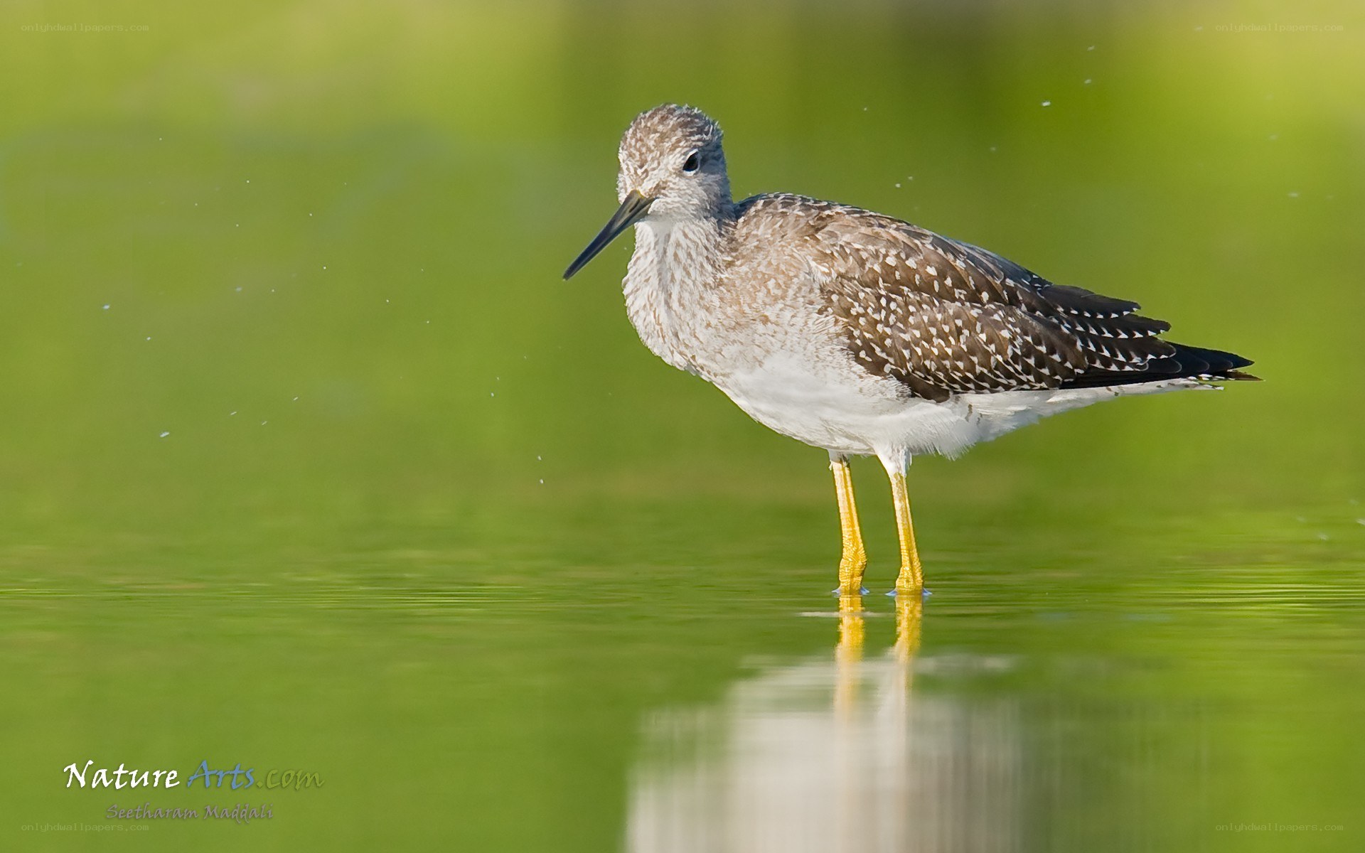 Yellowlegs bird in shallow water