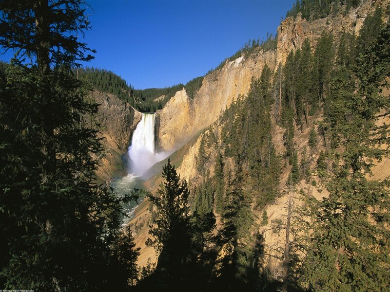 Yellowstone Falls in a forested canyon