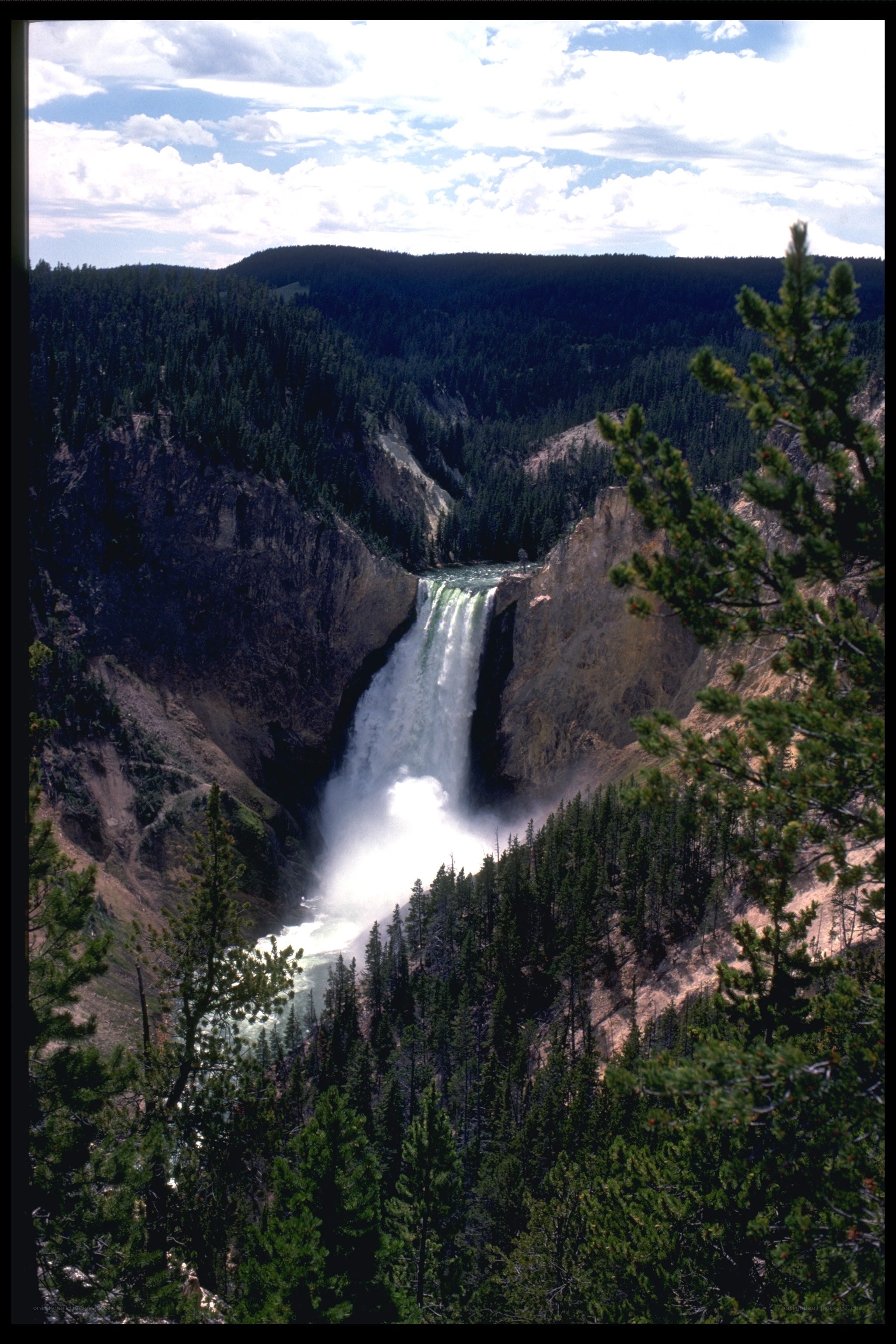 Yellowstone Falls in a forested canyon