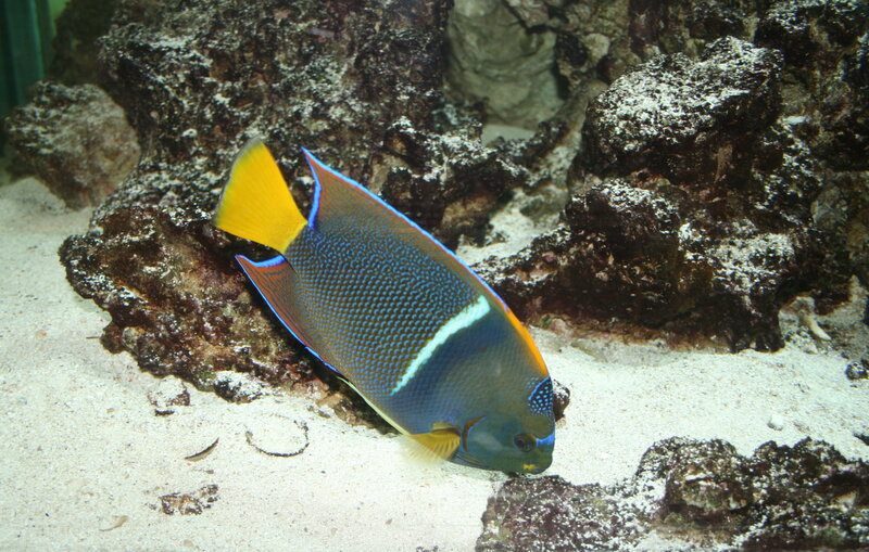 Yellowtail Angelfish