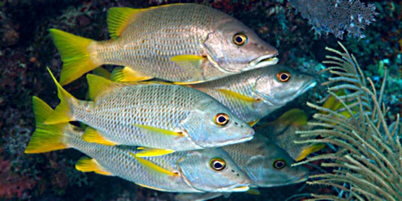 Yellowtail Snapper Fish