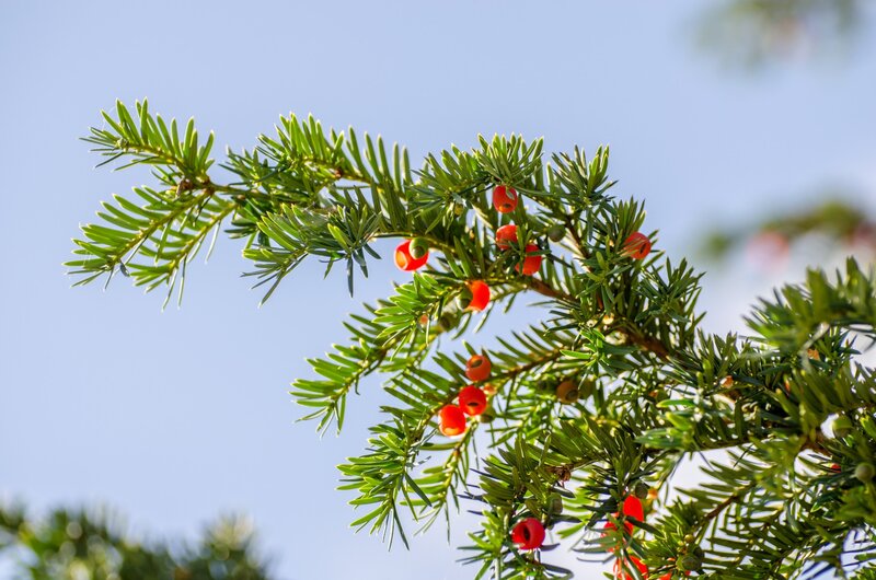 Yew Branch with Red Berries — Green
