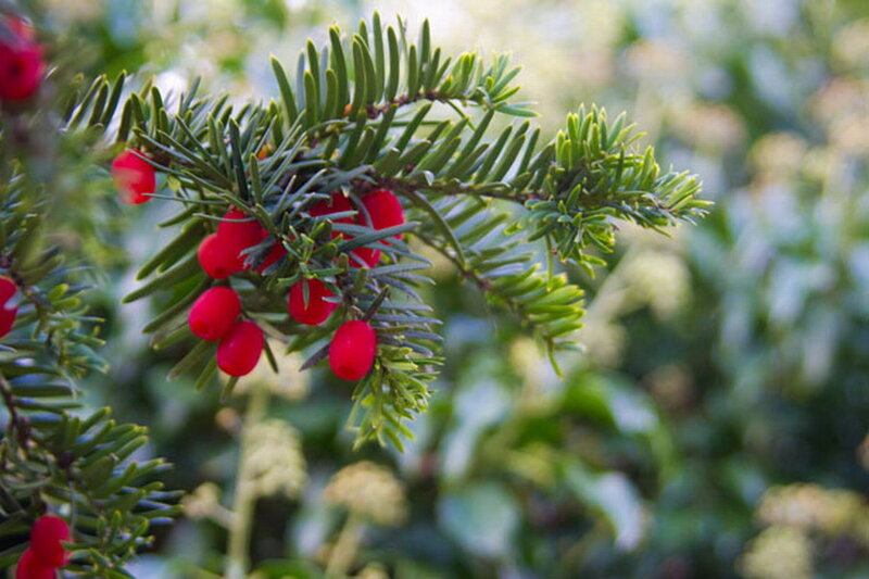 Yew Branch with Red Berries