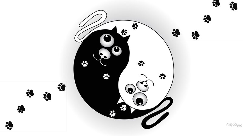 Yin-yang Cats