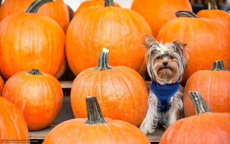 Yorkie Dog Among Pumpkins