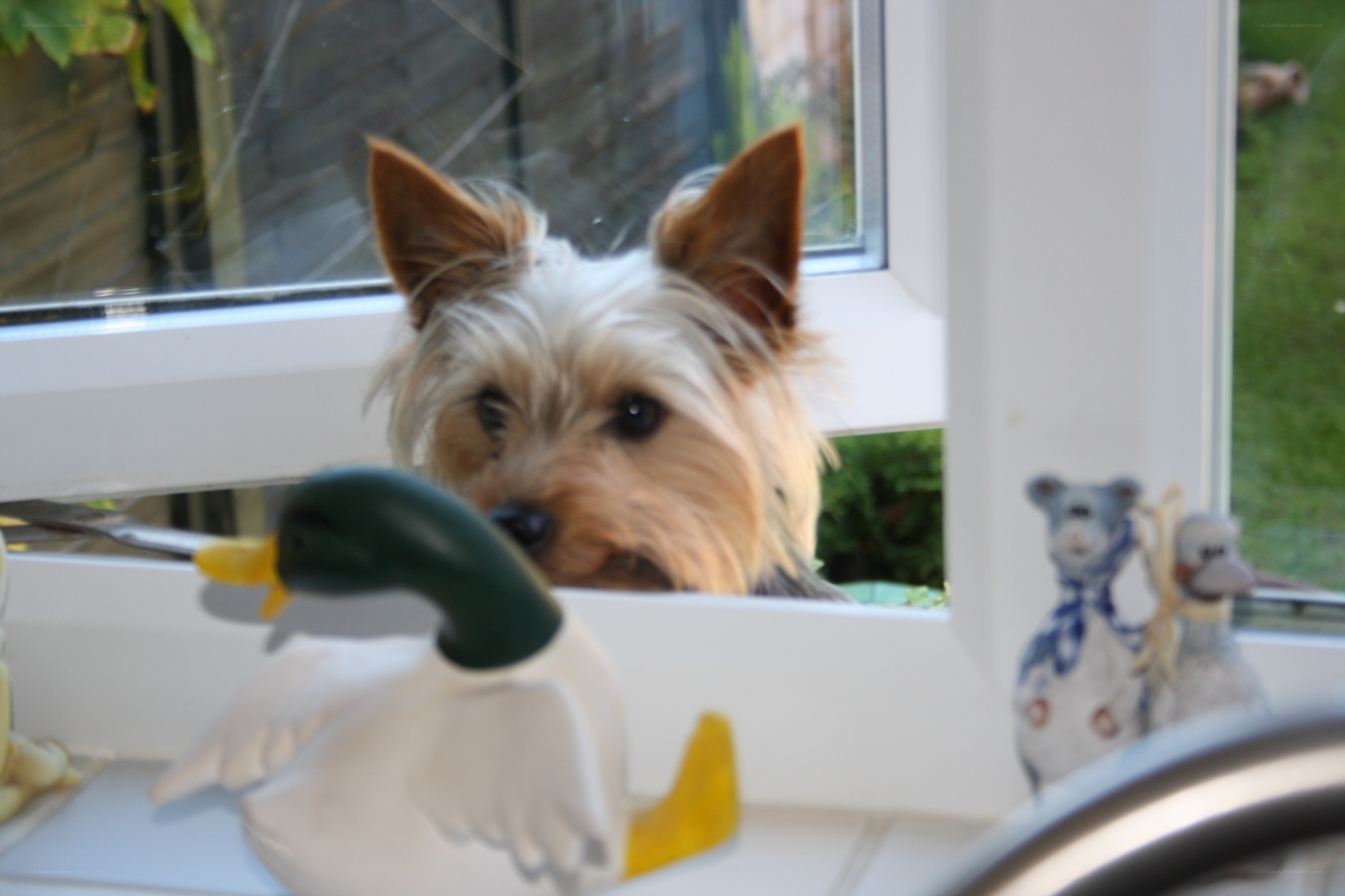 Yorkie dog at window