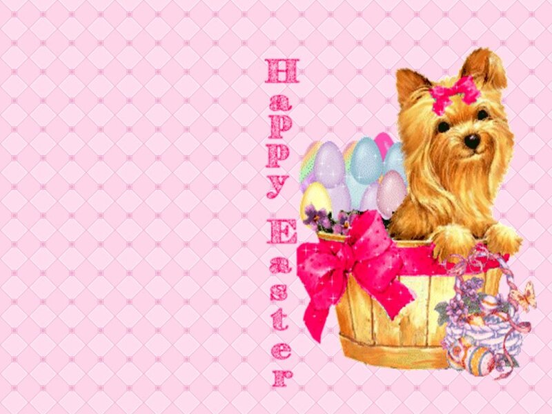 Yorkie Dog in Basket