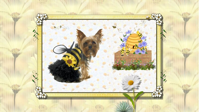 Yorkie Dog in Bee Costume