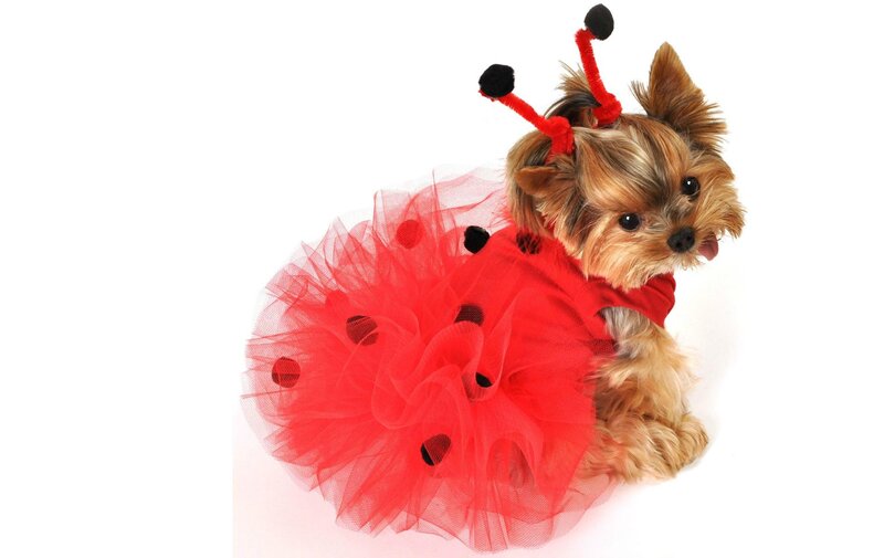 Yorkie Dog in Costume — Red