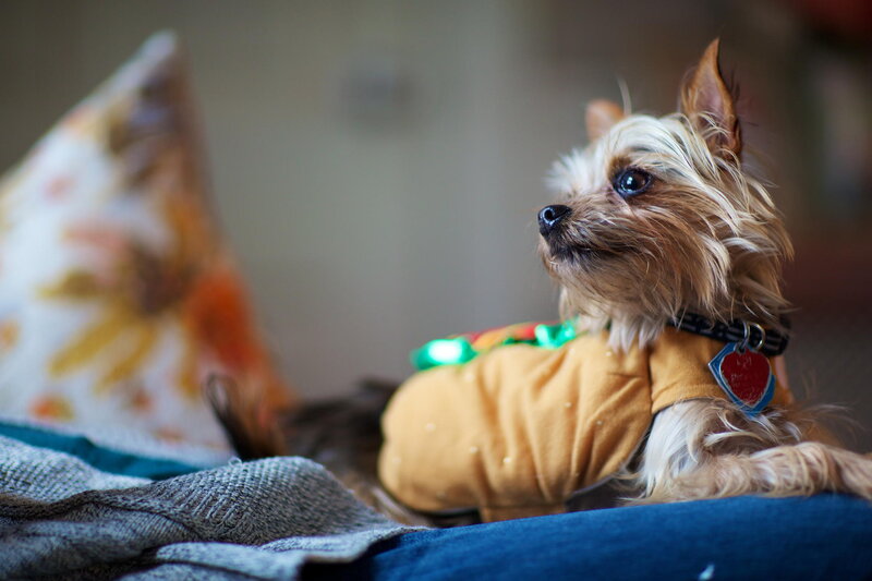 Yorkie Dog in Costume
