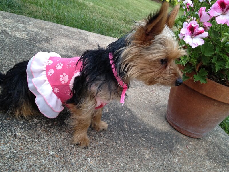 Yorkie Dog in Dress — Pink