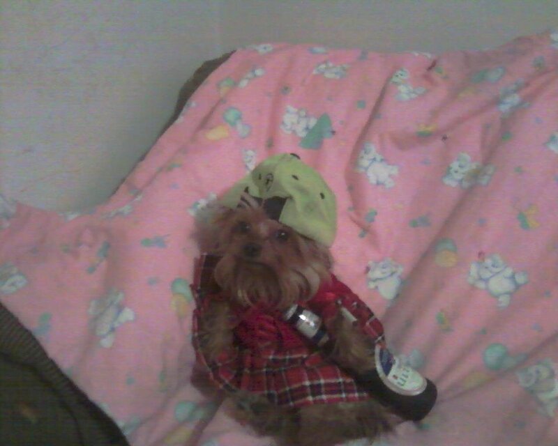 Yorkie Dog in Dress