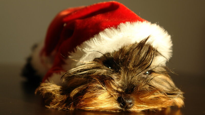 Yorkie Dog in Hat — Red