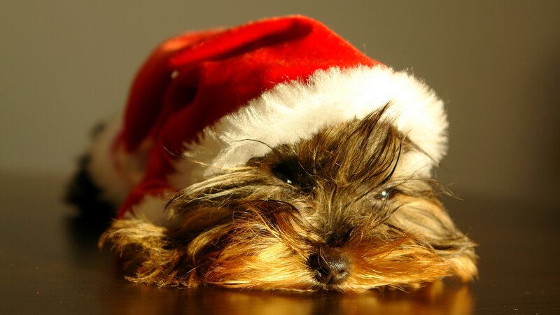 Yorkie Dog in Hat