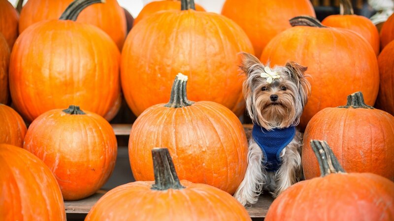 Yorkie Dog in Pumpkins — Orange