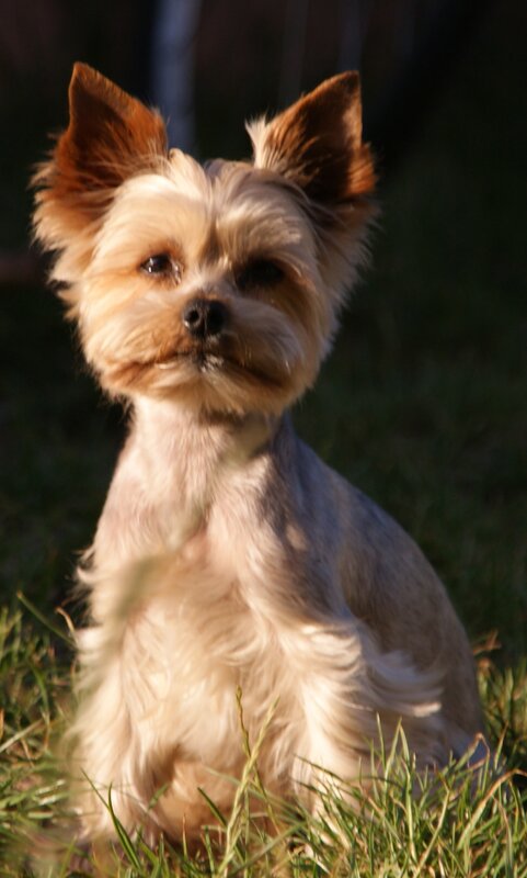 Yorkie dog in sunlight