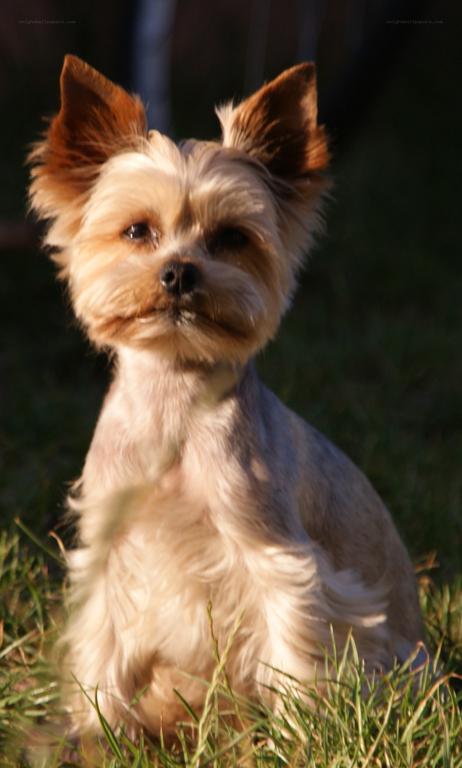 Yorkie dog in sunlight