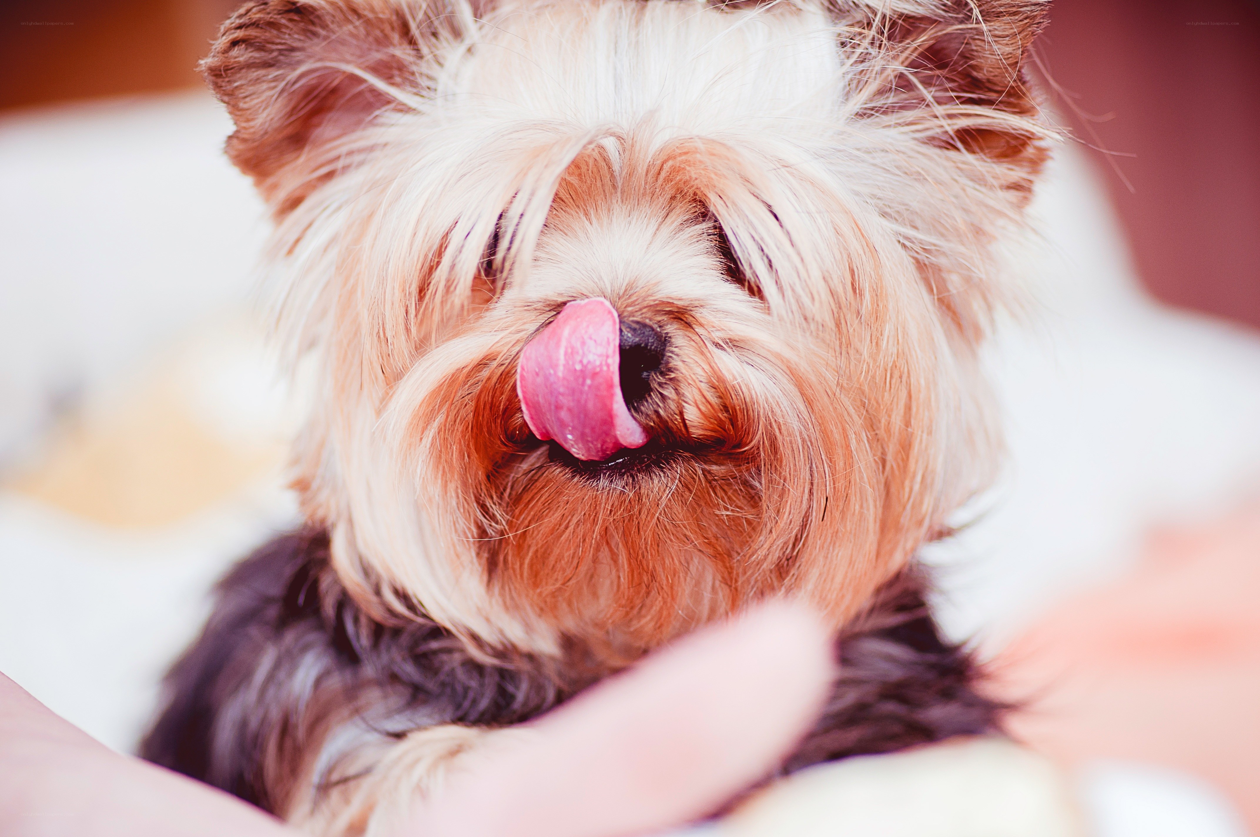 Yorkie dog licking its nose