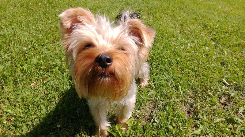 Yorkie dog on grass