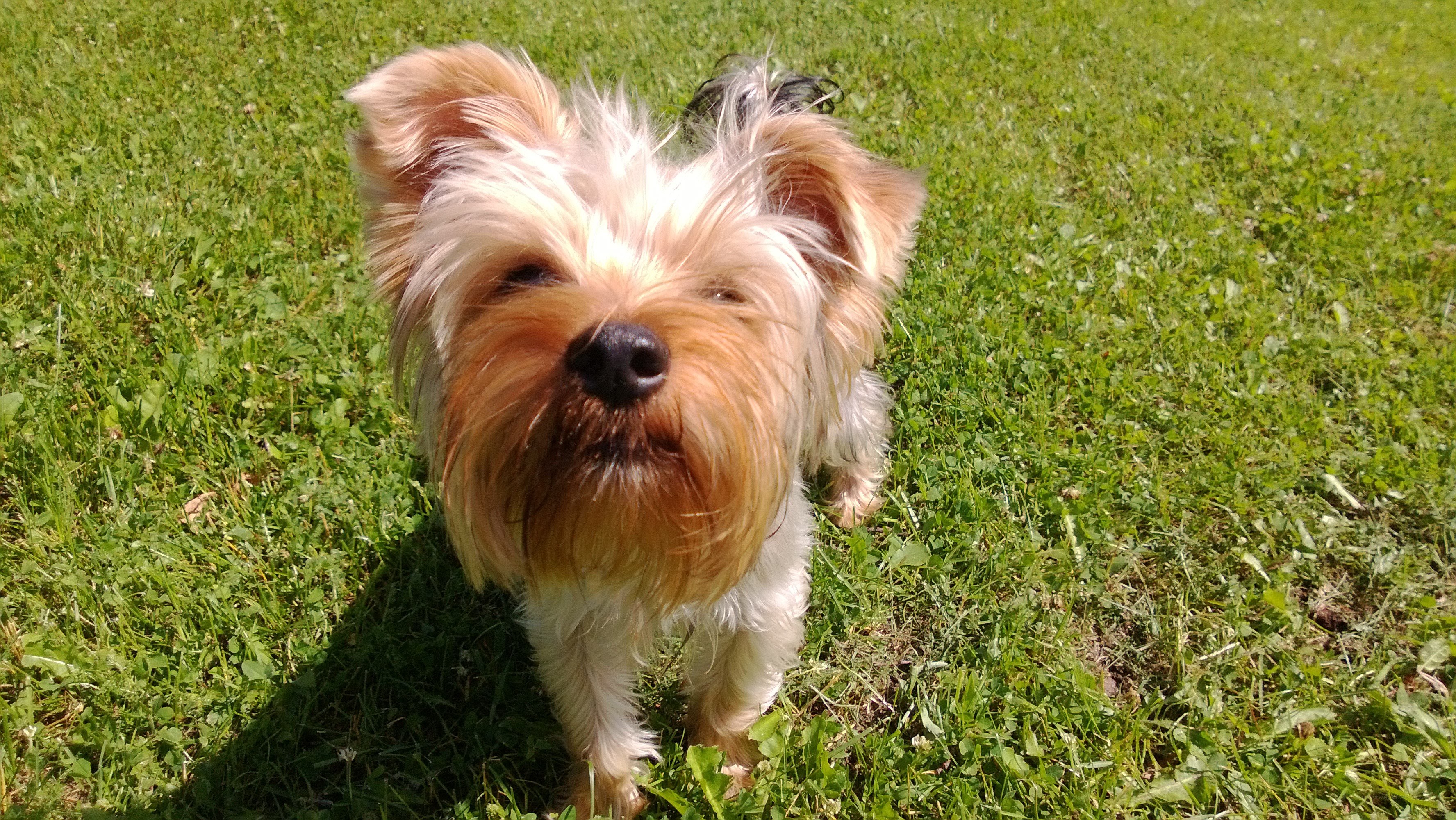 Yorkie dog on grass