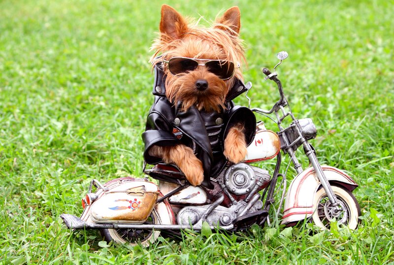 Yorkie Dog on Motorcycle — Green, Playful