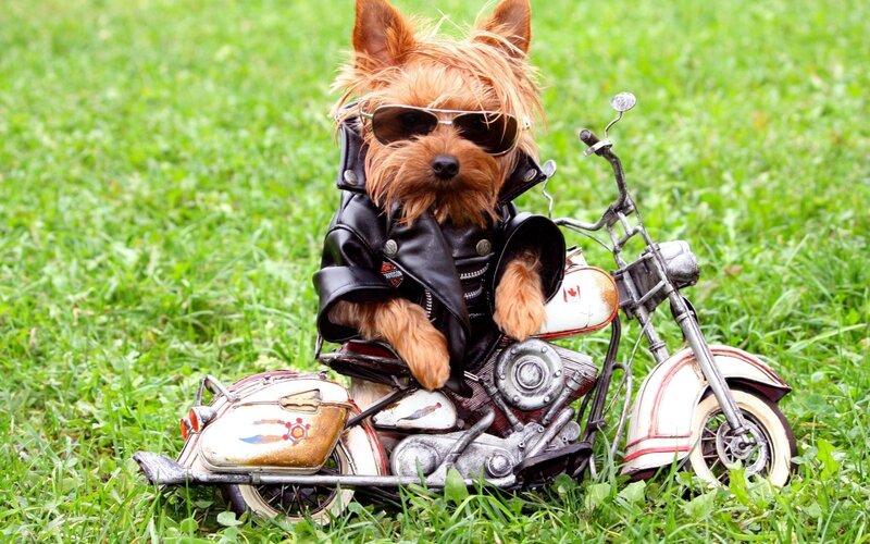Yorkie Dog on Motorcycle