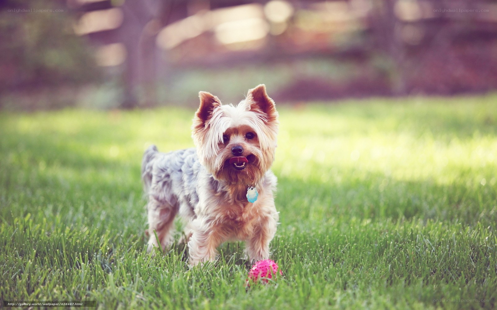Yorkie dog playing in grass