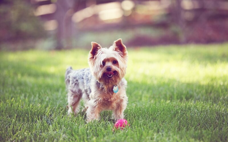 Yorkie dog playing in grass