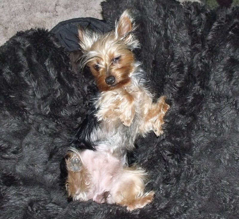 Yorkie dog sleeping on blanket