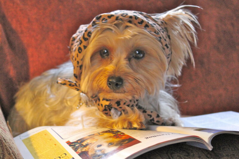 Yorkie Dog Wearing Bandana
