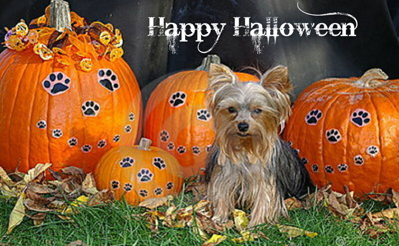 Yorkie Dog with Pumpkins