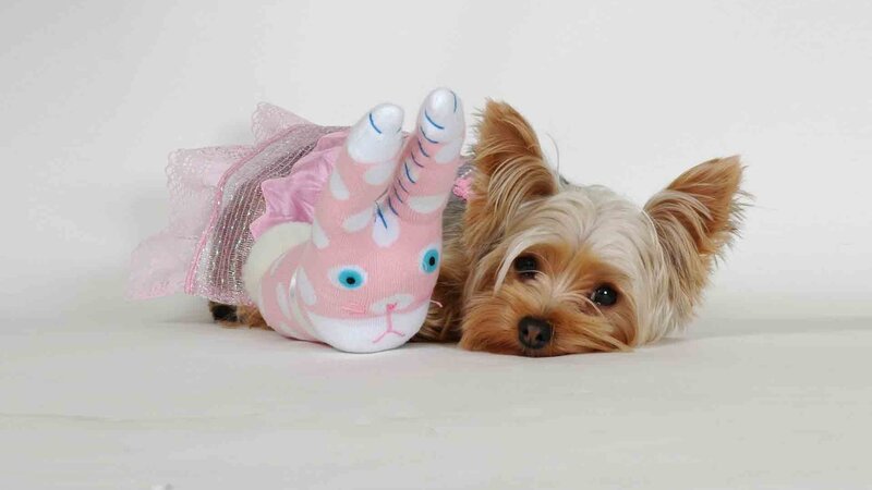 Yorkie Dog with Toy