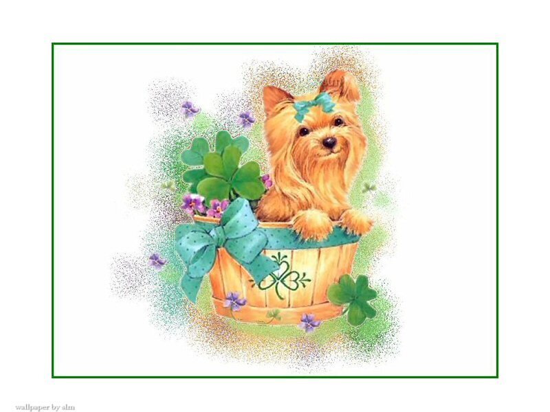 Yorkie in a basket with clovers