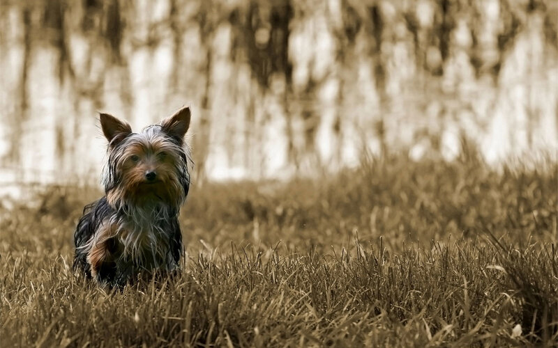 Yorkie in a field