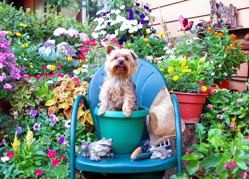 Yorkie in a flower garden