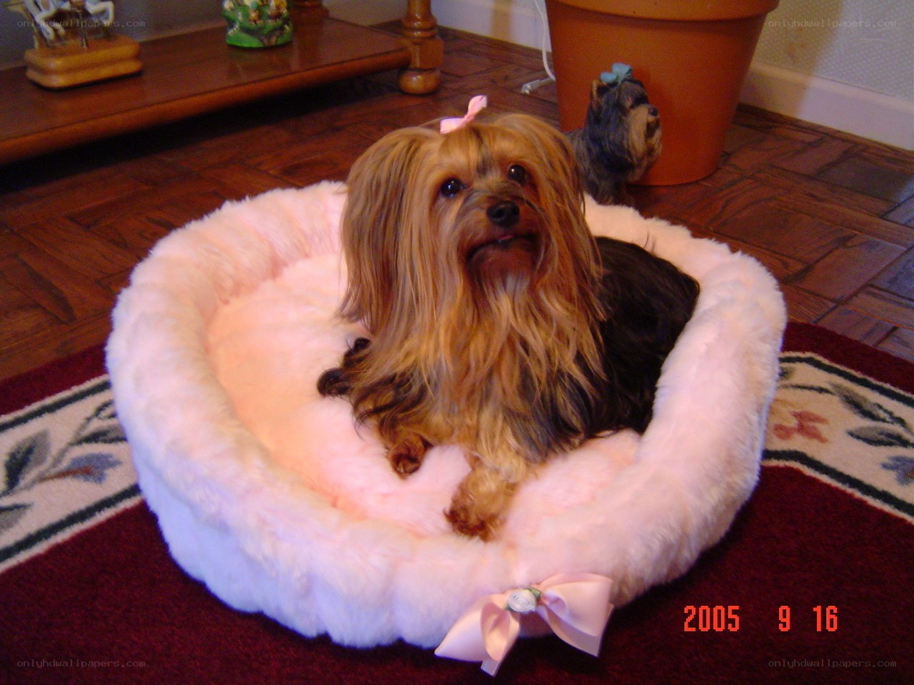 Yorkie in a pink bed