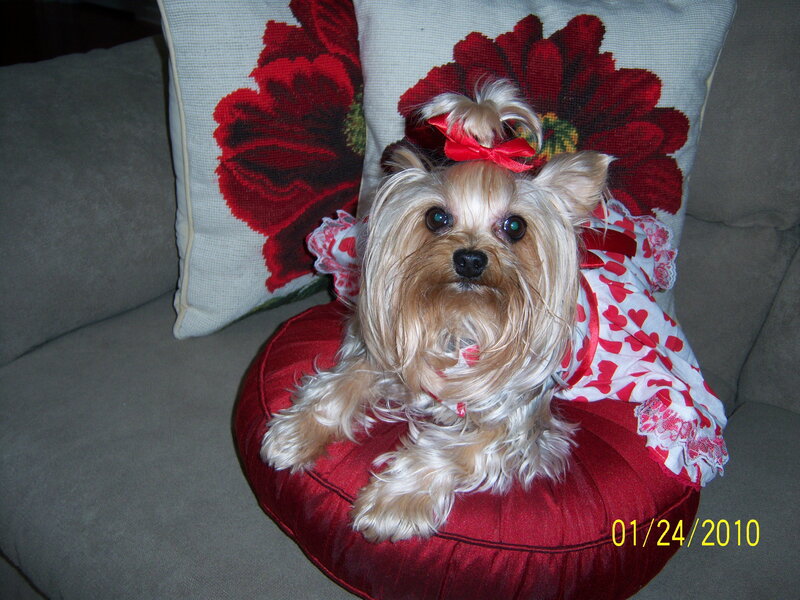 Yorkie in a red dress