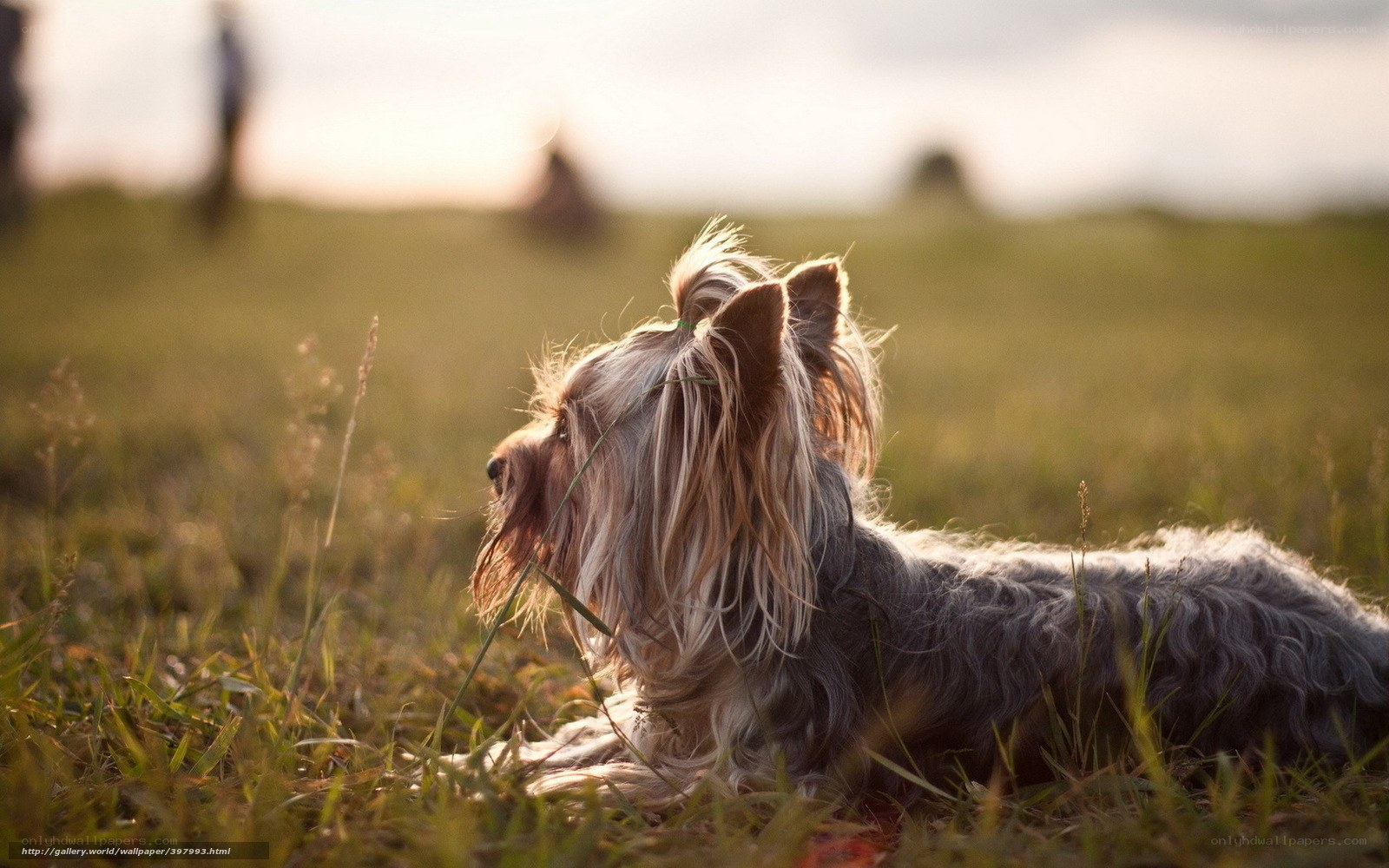 Yorkie in a sunlit field