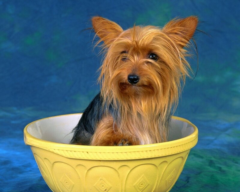 Yorkie in a yellow bowl