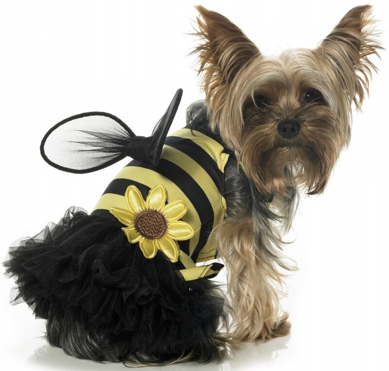 Yorkie in Bee Costume