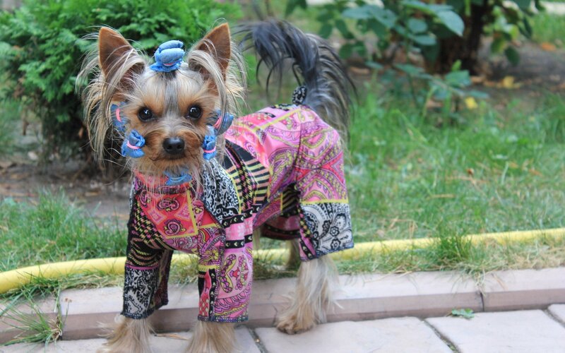 Yorkie in colorful outfit
