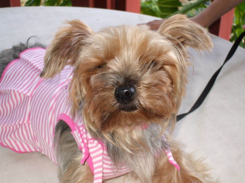 Yorkie in pink dress