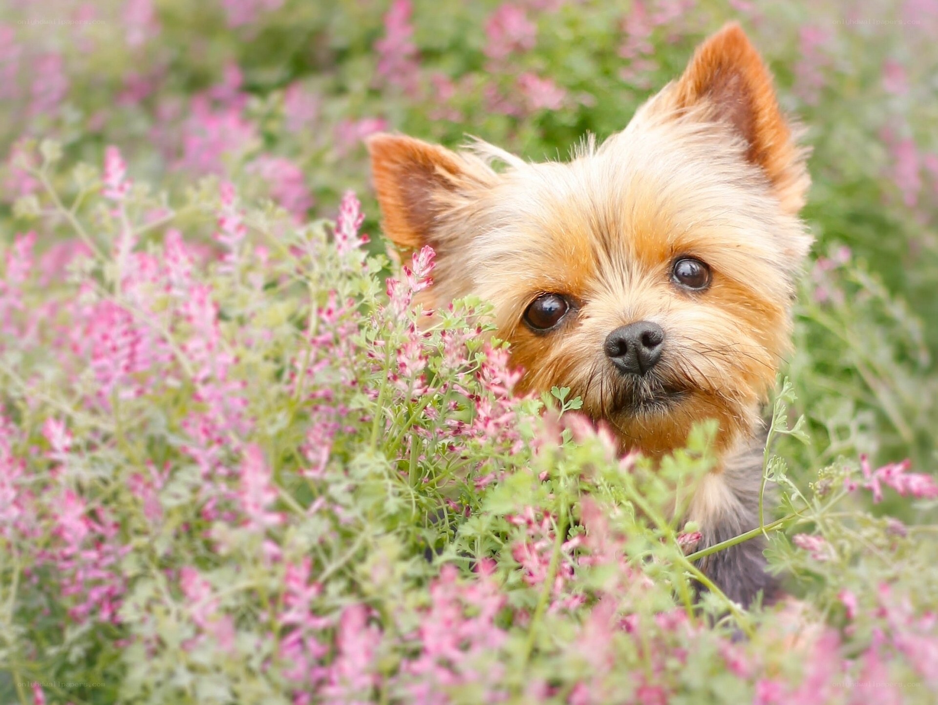 Yorkie in pink flowers