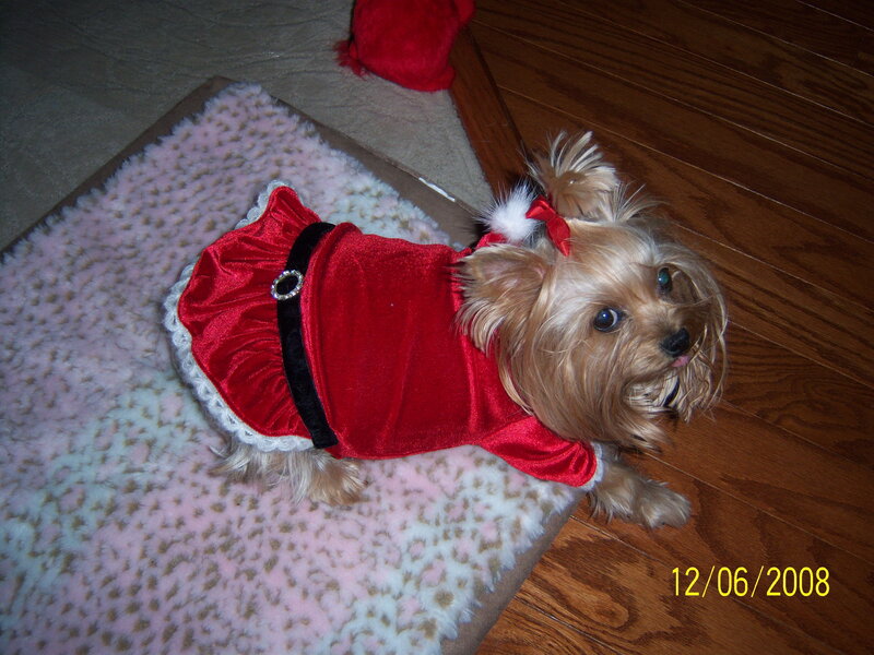 Yorkie in Santa Outfit
