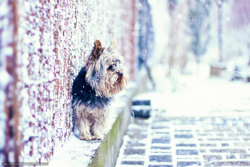 Yorkie in the snow