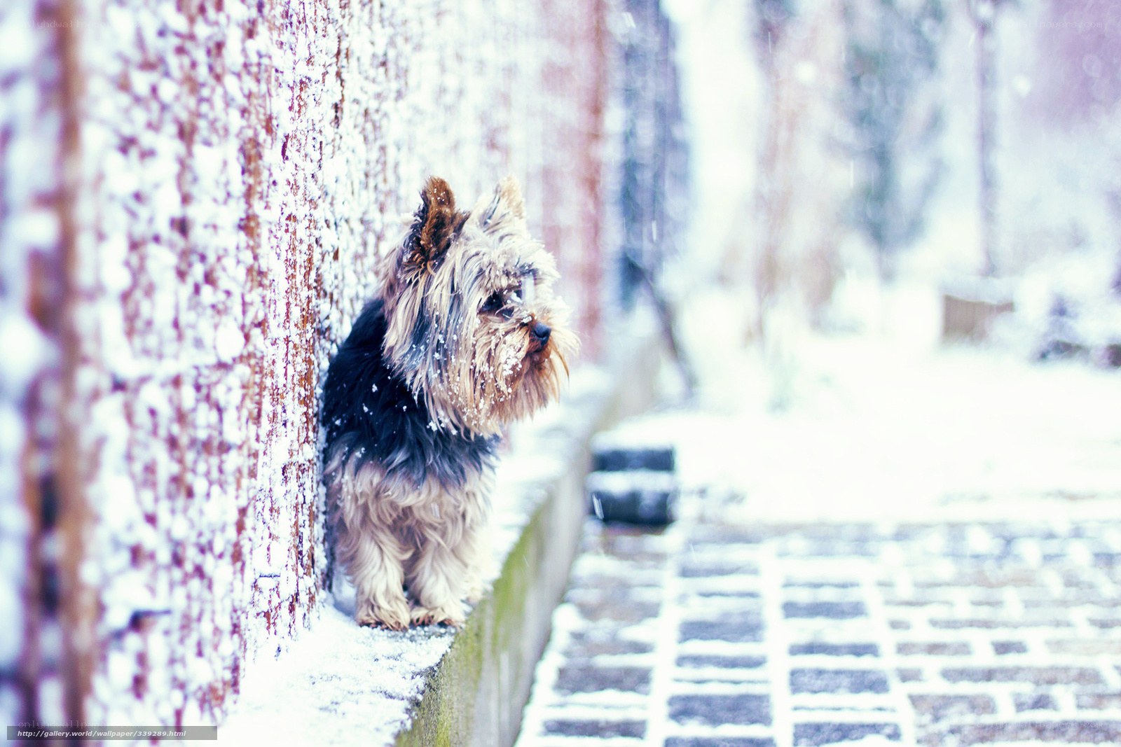 Yorkie in the snow