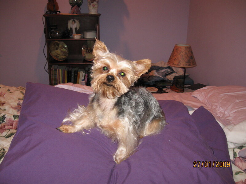 Yorkie on a purple pillow